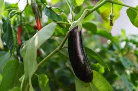 Eggplant
